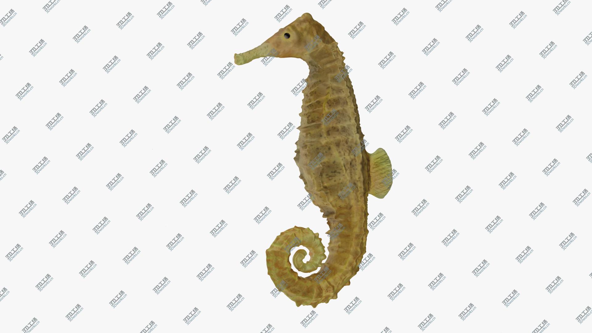 images/goods_img/202105074/3D Sea Horse/1.jpg